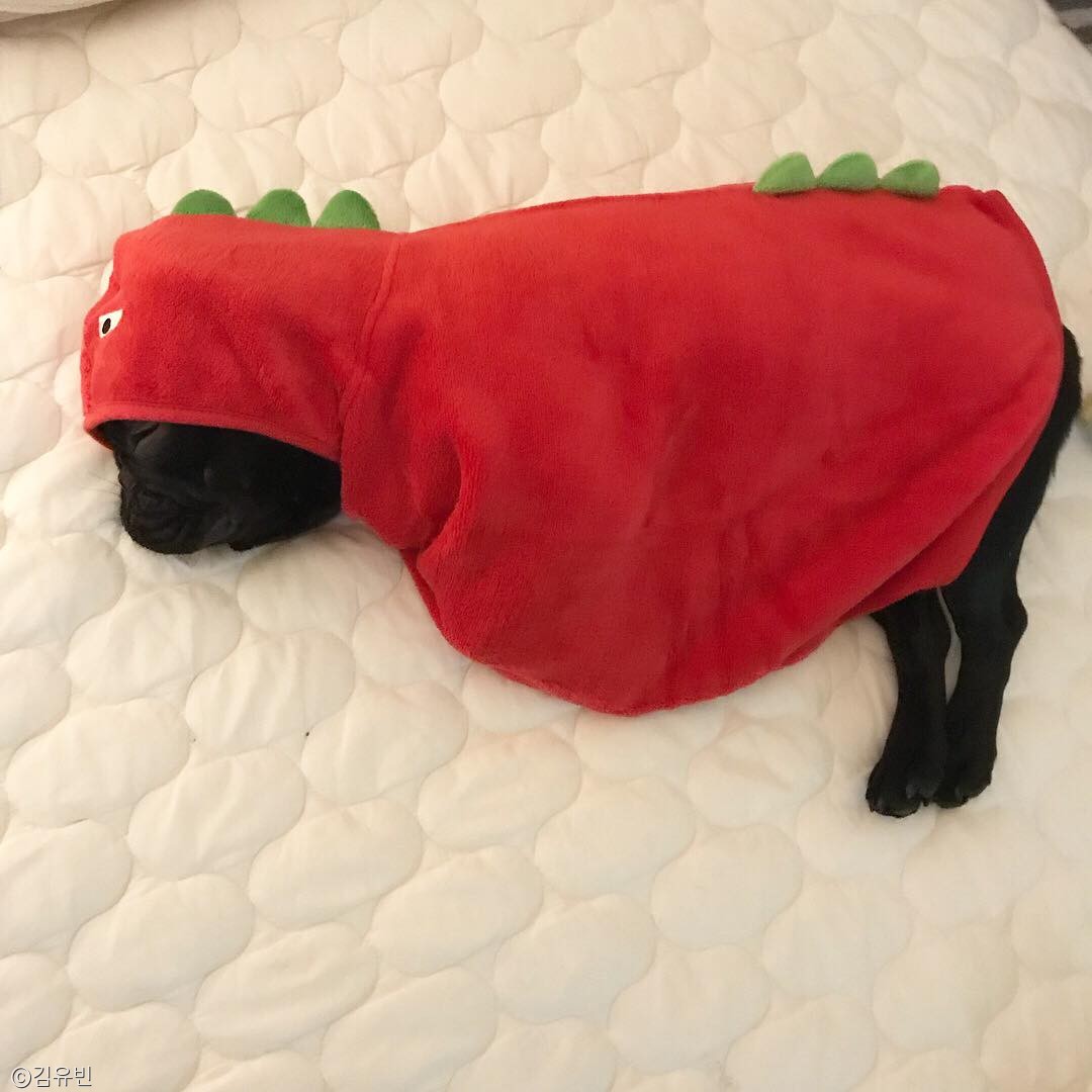 노트펫