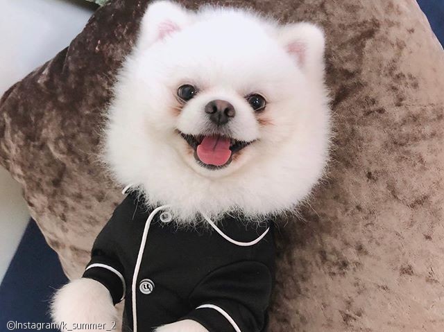 노트펫