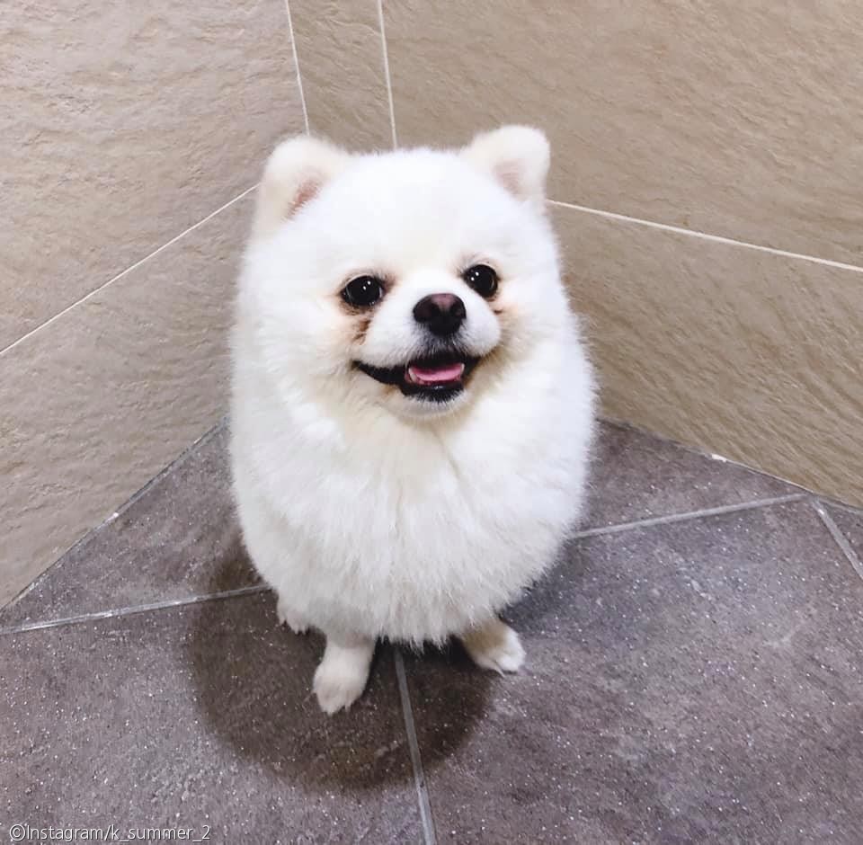 노트펫