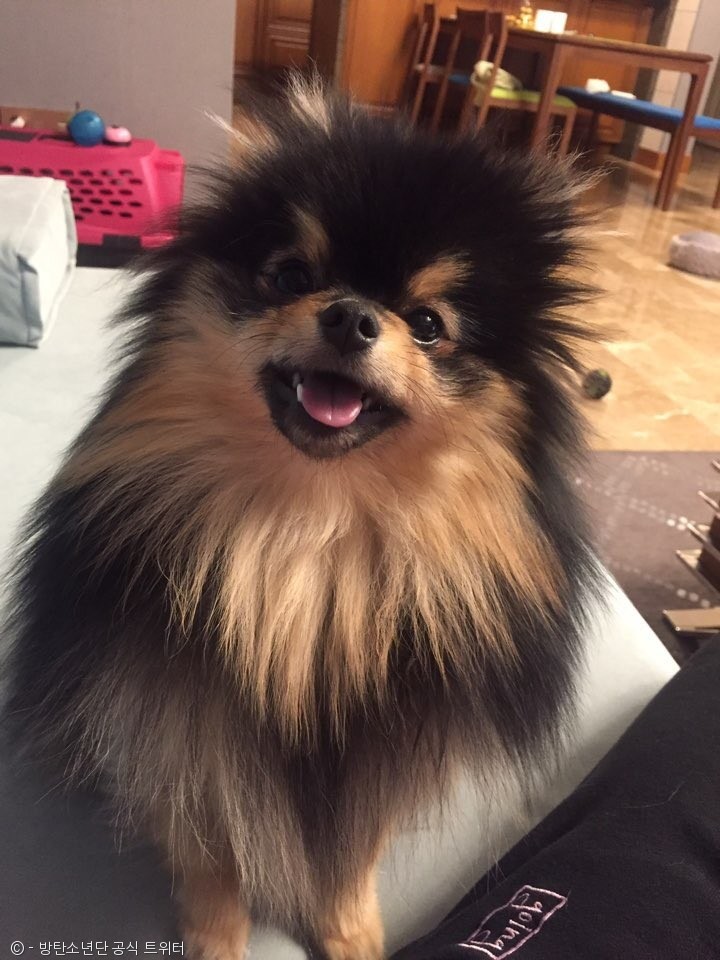 노트펫