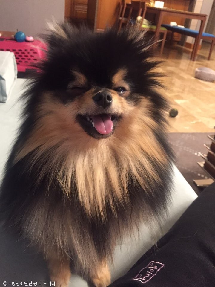 노트펫