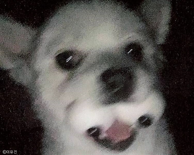 노트펫