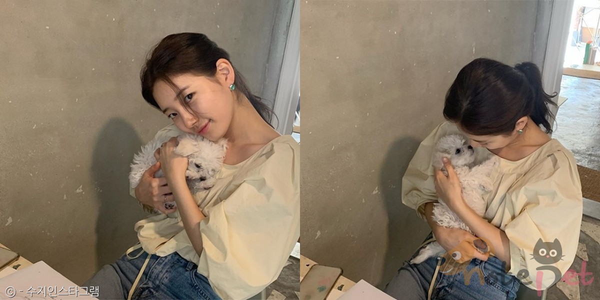 노트펫