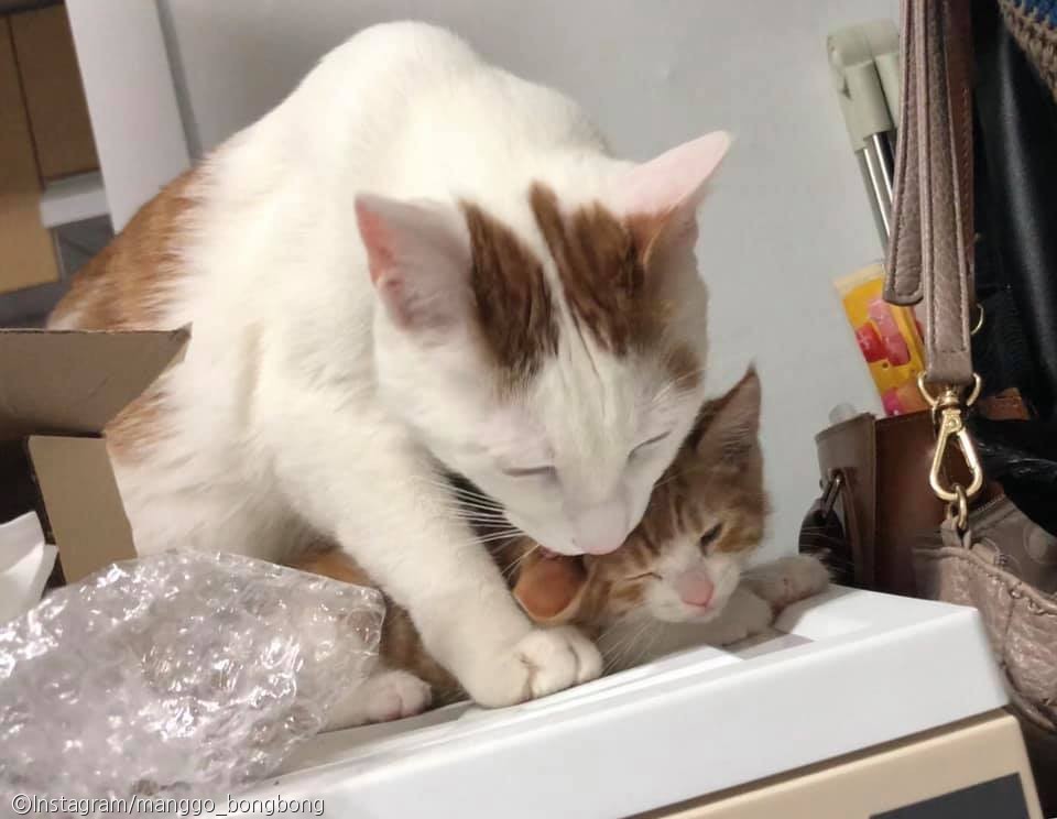 노트펫