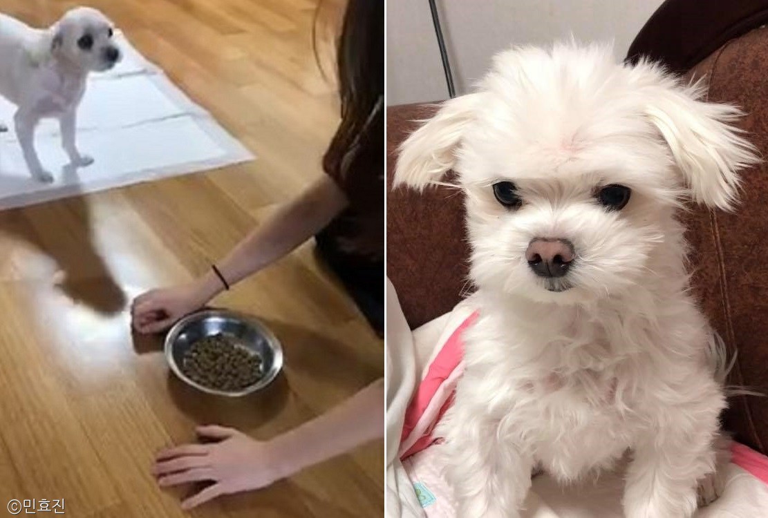 노트펫