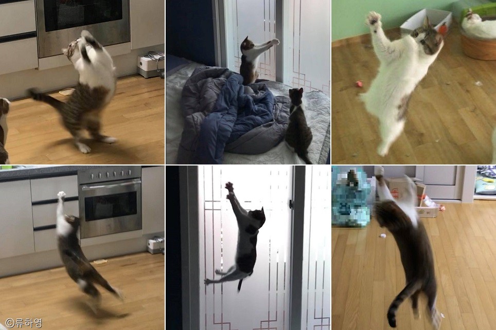 노트펫