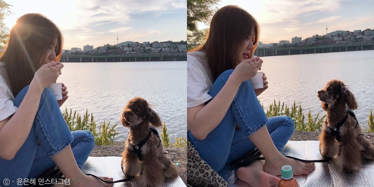 노트펫