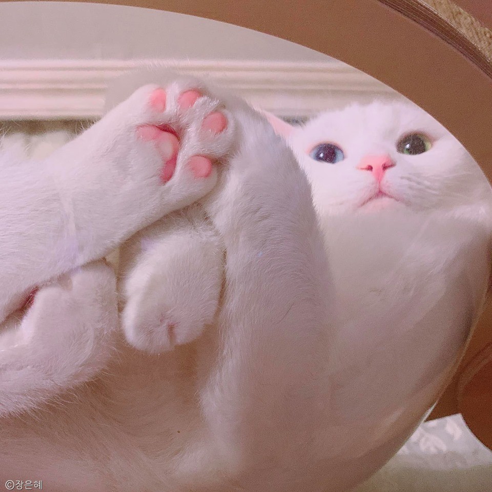 노트펫