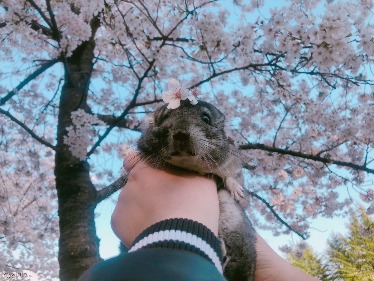 노트펫