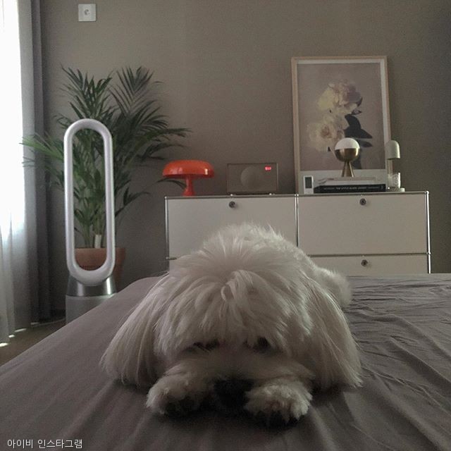 노트펫