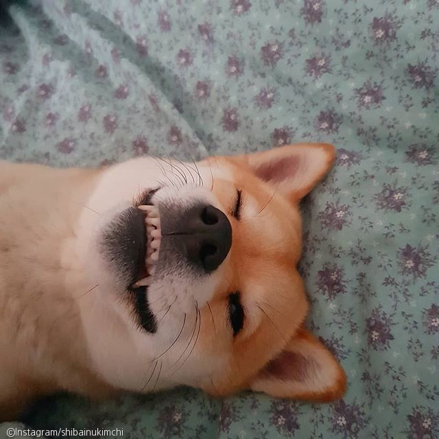 노트펫