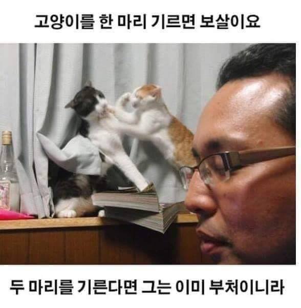 노트펫