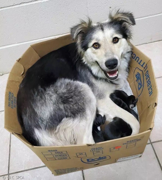 노트펫