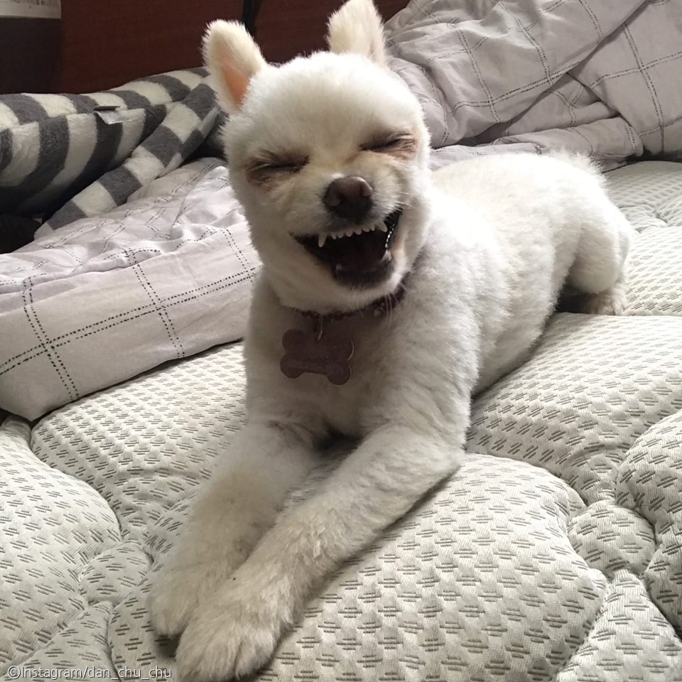노트펫