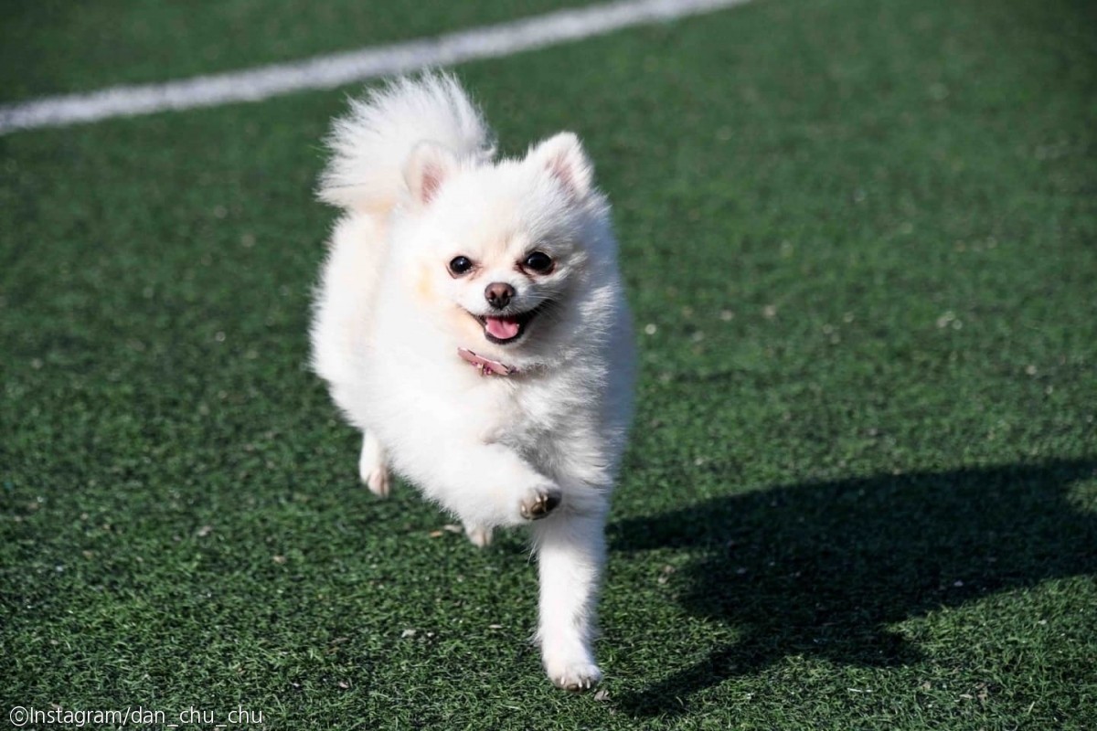 노트펫