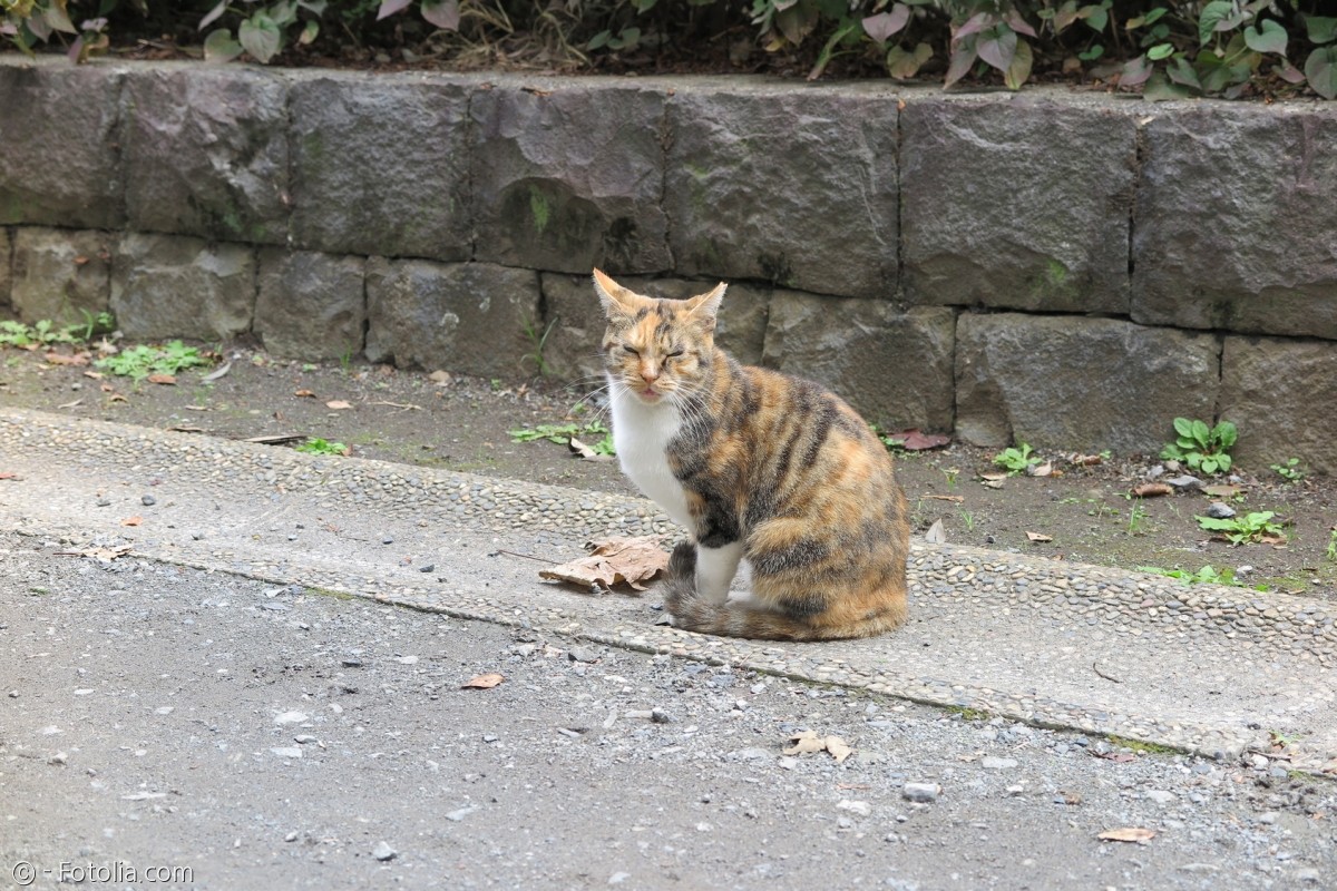 노트펫