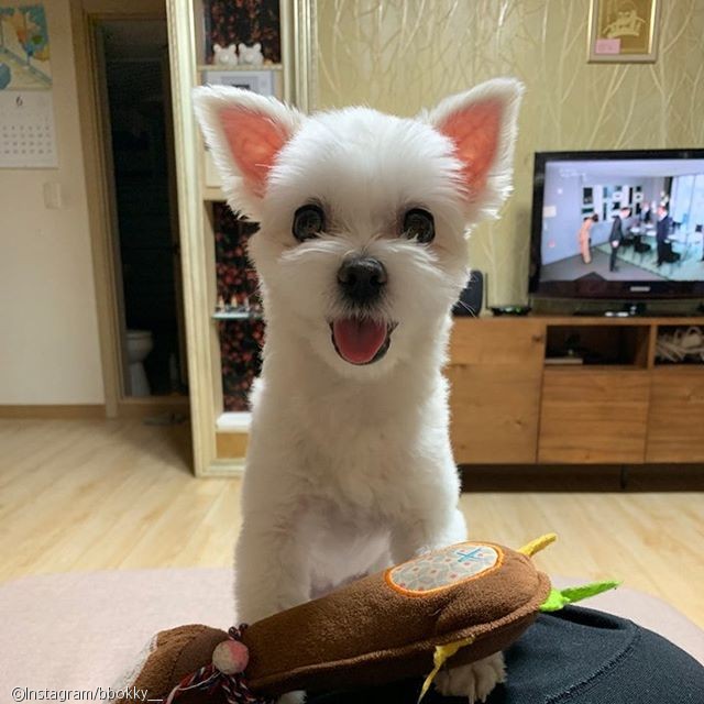 노트펫