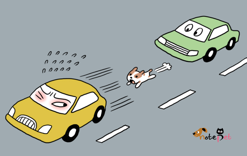 노트펫