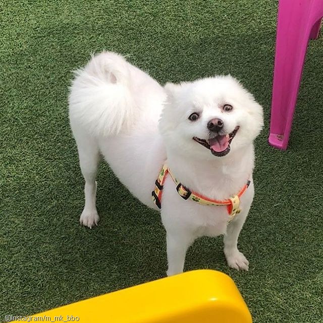 노트펫
