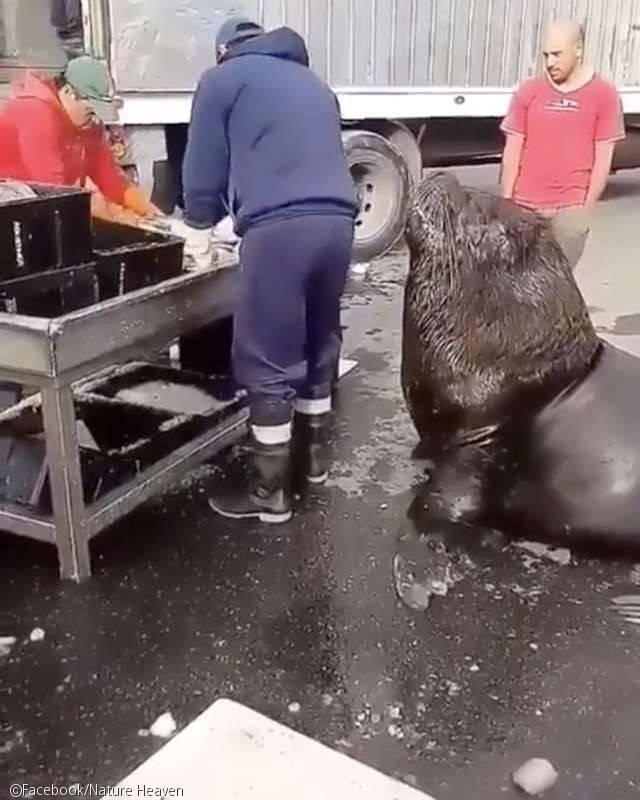 노트펫