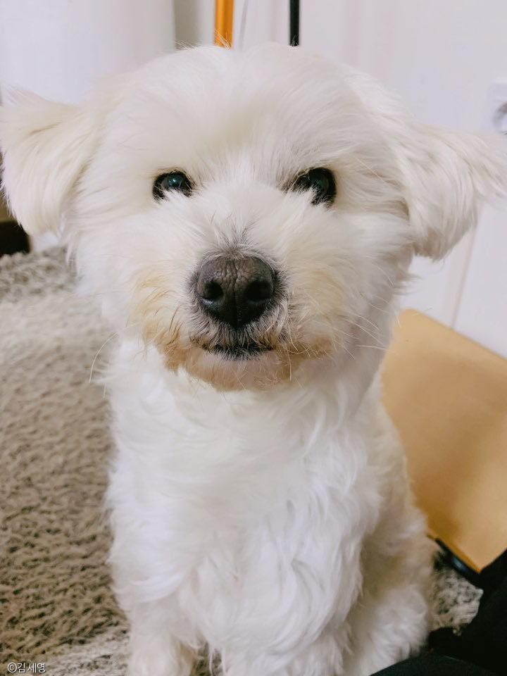 노트펫