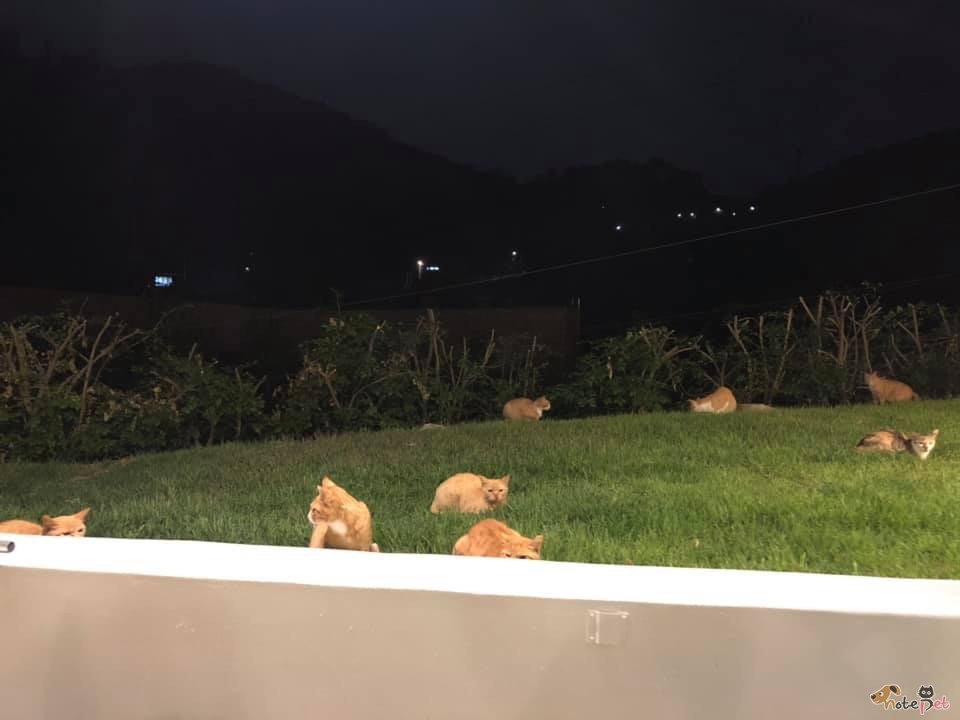 노트펫