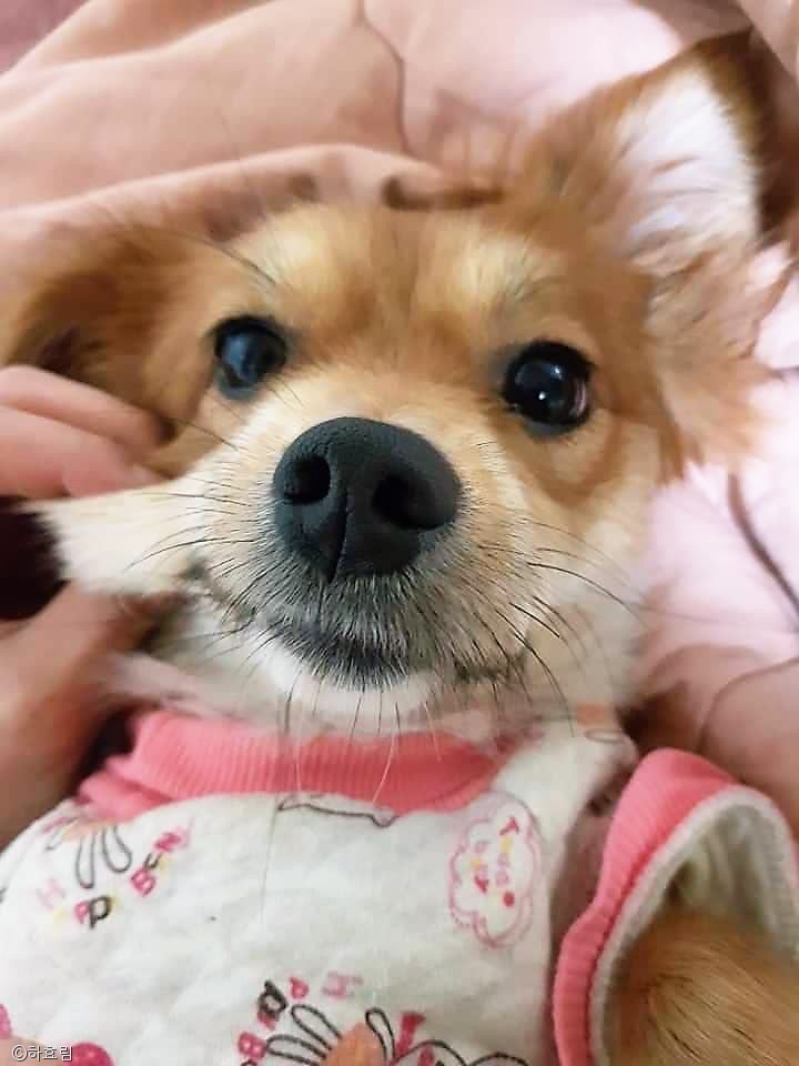 노트펫