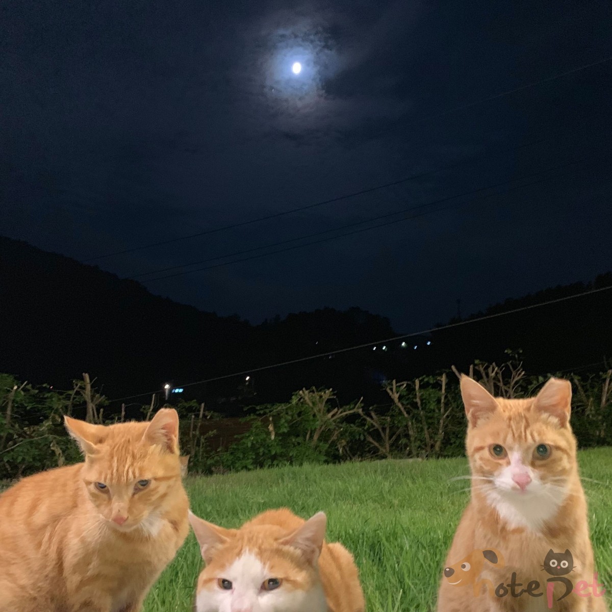노트펫