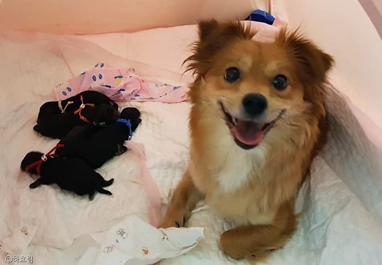 노트펫