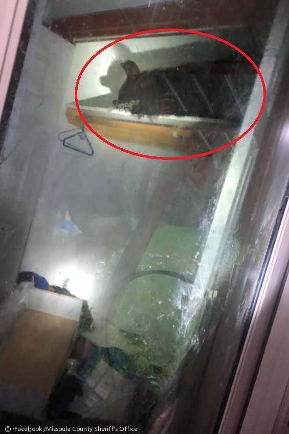 노트펫