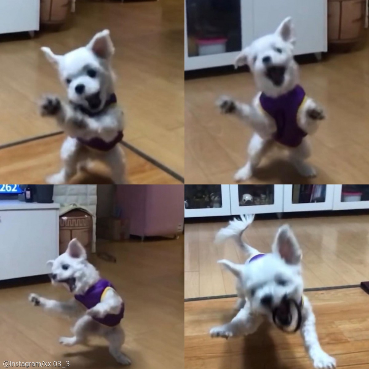 노트펫
