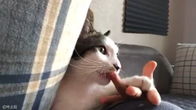 노트펫