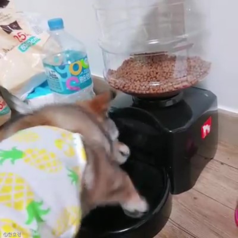 노트펫