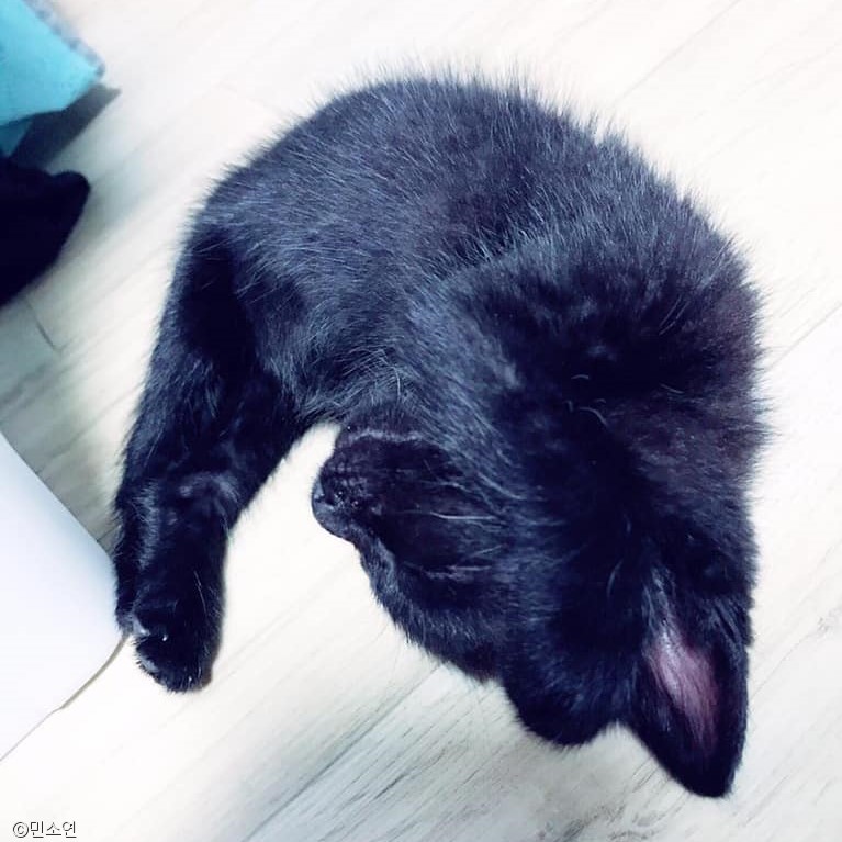 노트펫