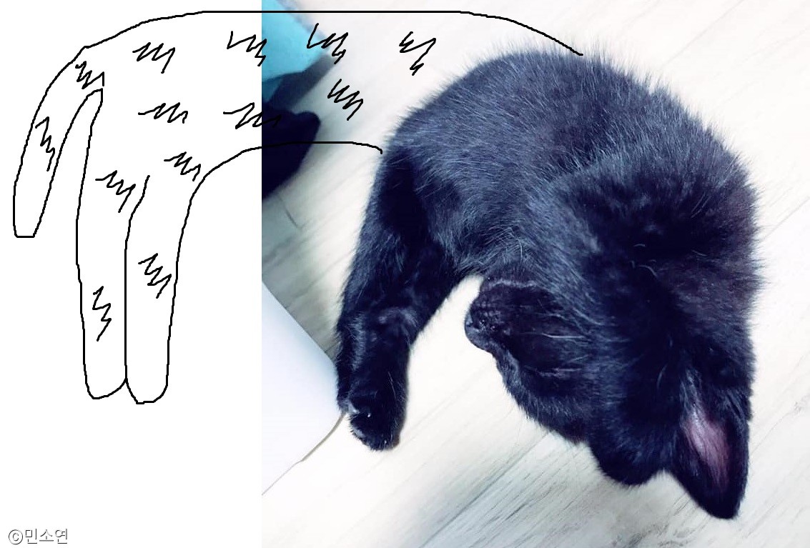 노트펫