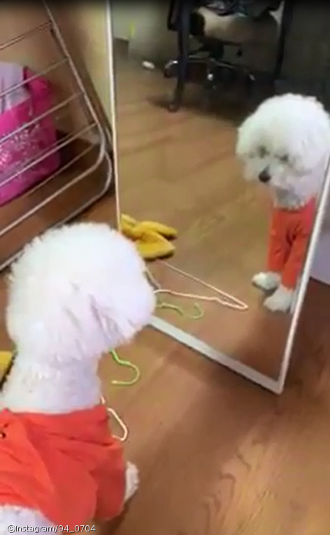 노트펫