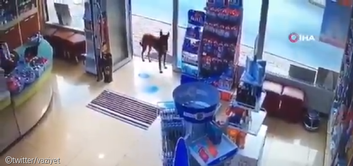노트펫