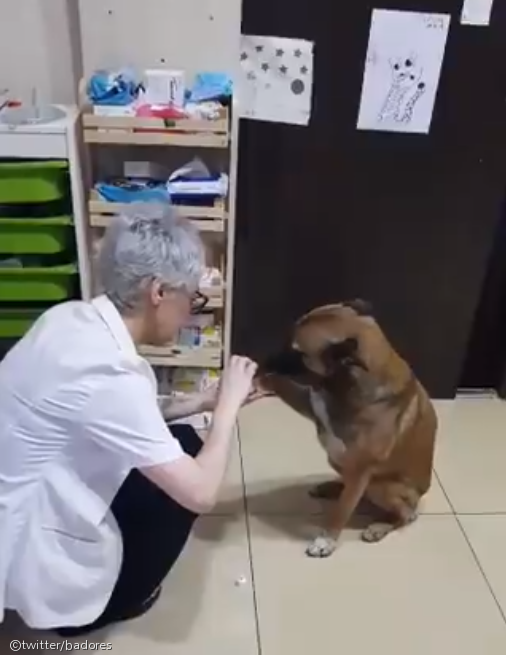 노트펫