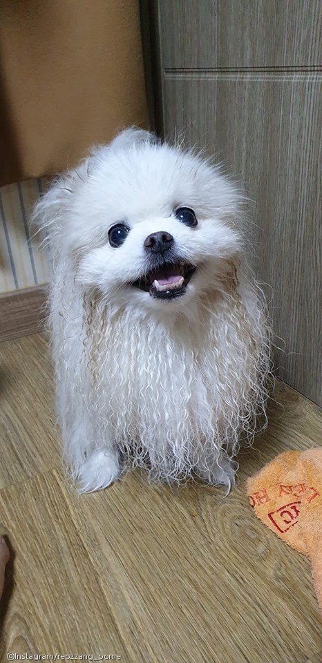 노트펫