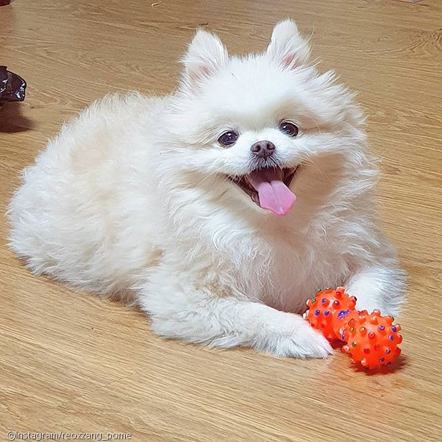 노트펫