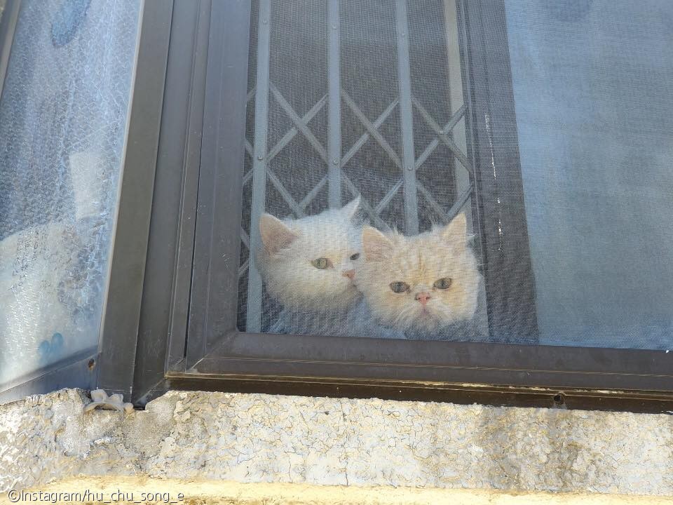 노트펫