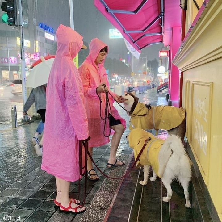 노트펫