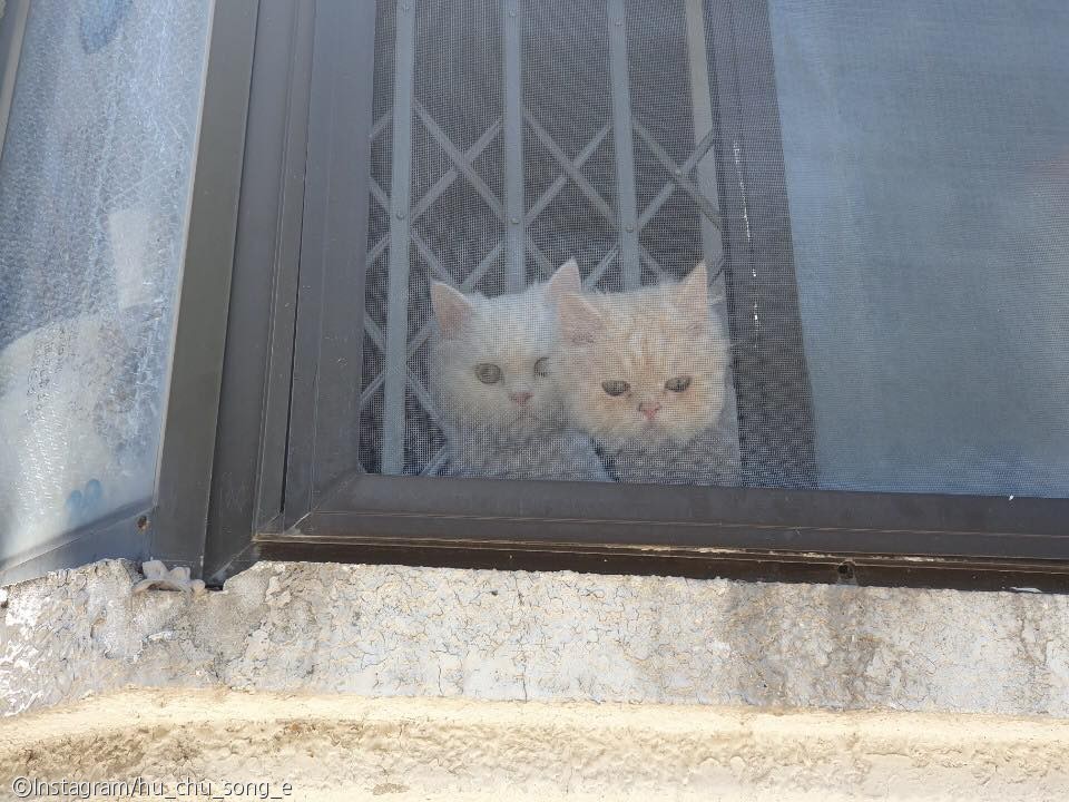 노트펫
