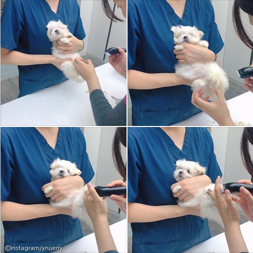 노트펫