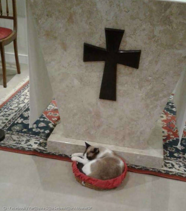 노트펫