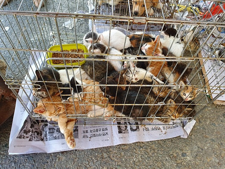노트펫