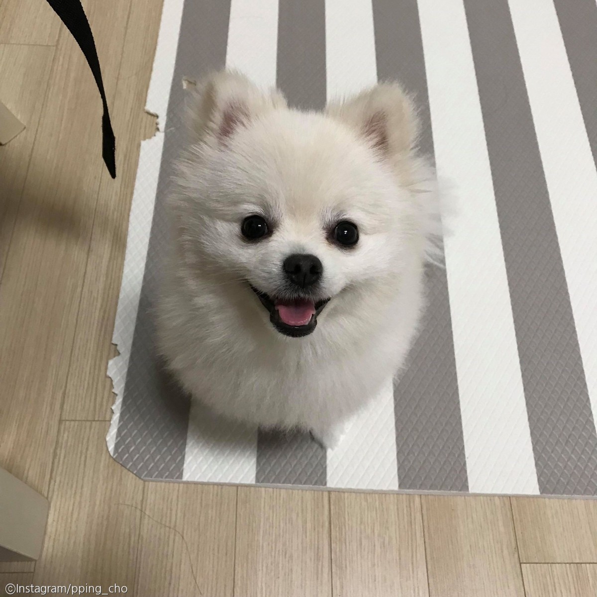 노트펫