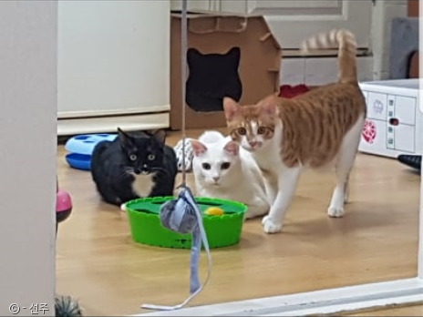노트펫