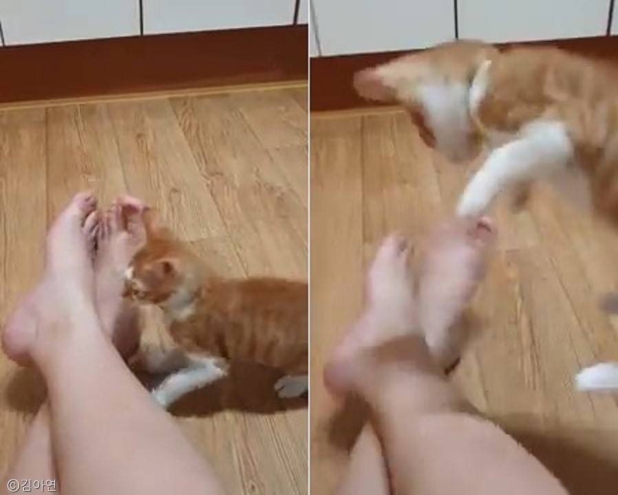 노트펫