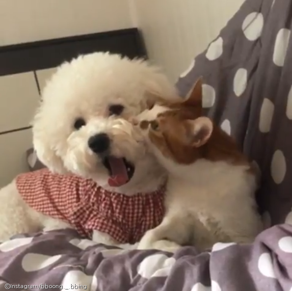 노트펫